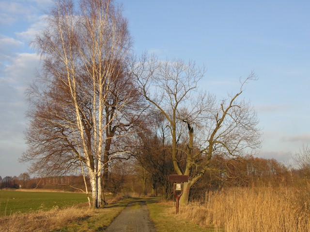 Jetzt nicht mehr.. jetzt fahren wir diese hübsche Alee entlang, durch ein Naturschutzgebiet "Weidenauer Moor" Jetzt nicht mehr.. jetzt fahren wir diese hübsche Alee entlang, durch ein Naturschutzgebiet "Weidenauer Moor"